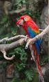 IMG_8597 scarlet macaws